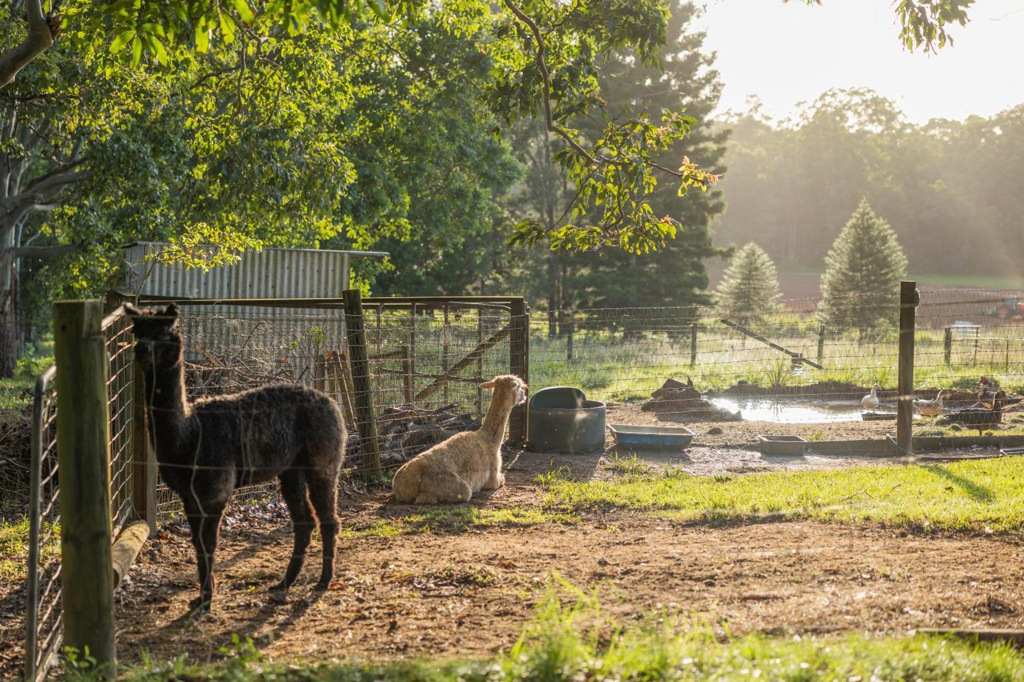 Blackwattle Farm Beerwah Luaran gambar