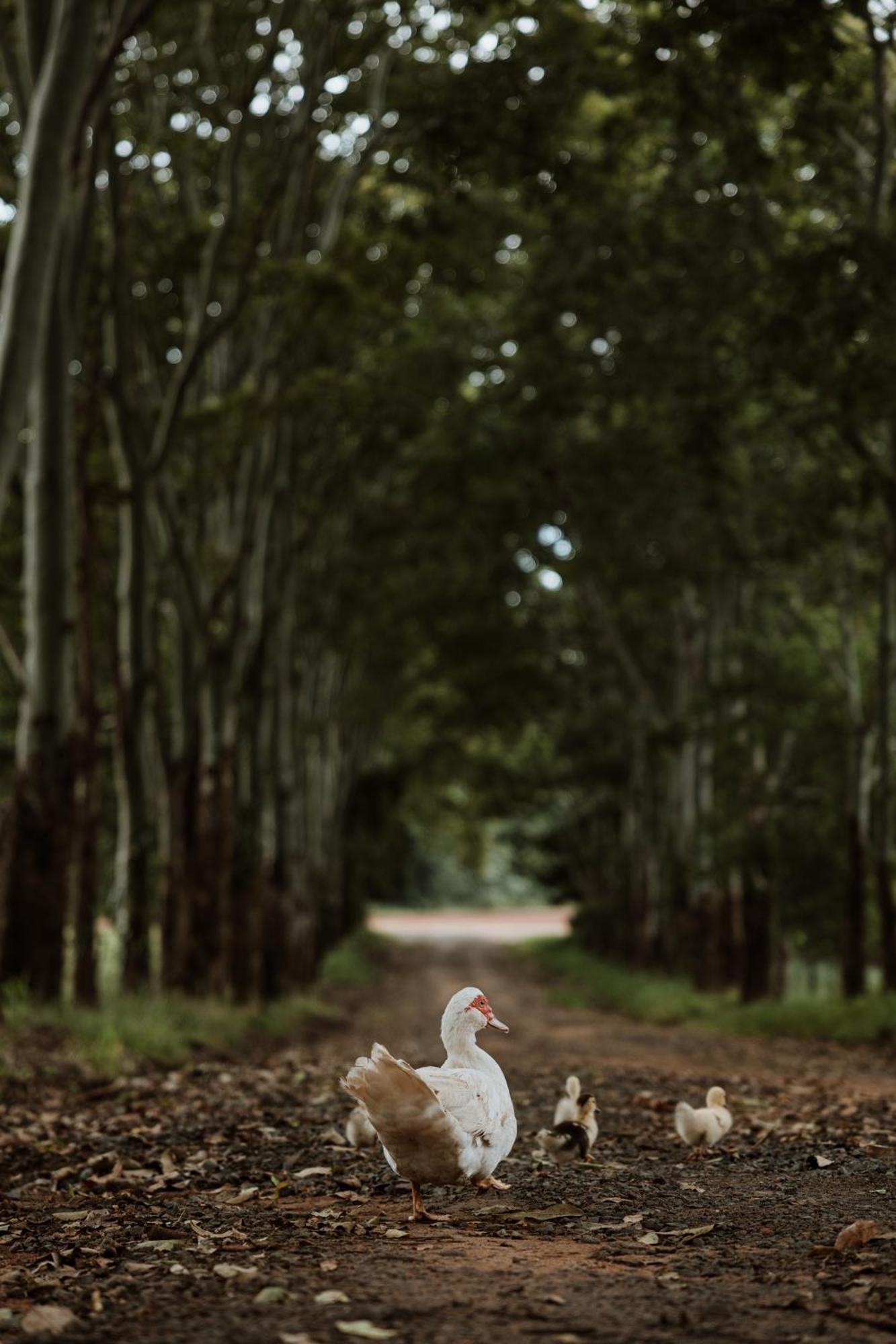 Blackwattle Farm Beerwah Luaran gambar