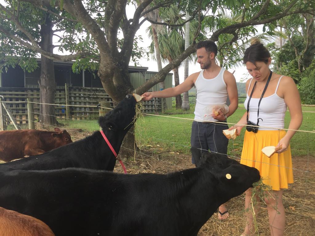 Blackwattle Farm Beerwah Luaran gambar